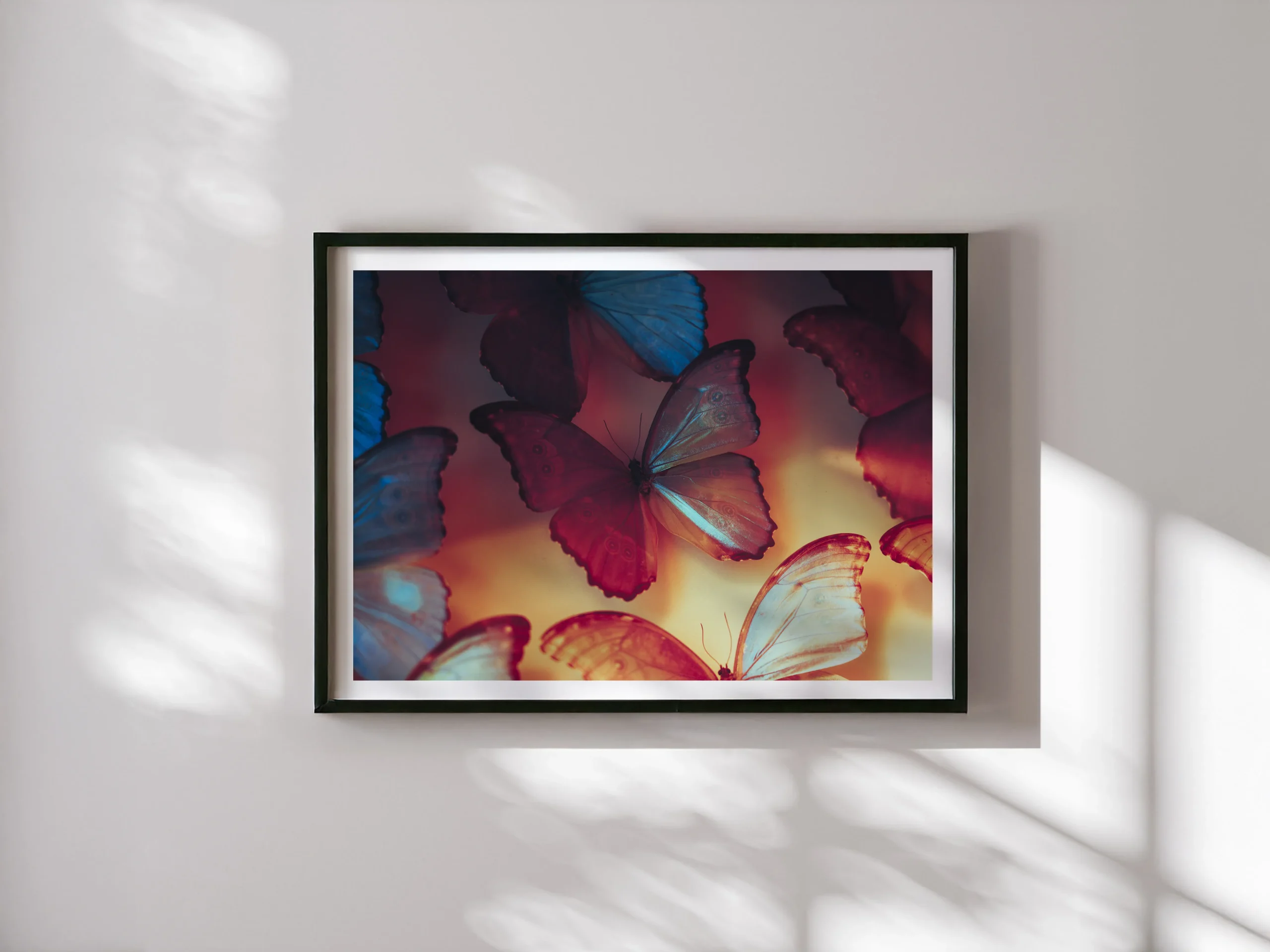 Tirage d'art photographique représentant une nuée de papillons aux ailes bleues et rouges dans une lumière dorée, encadré sur un mur blanc.